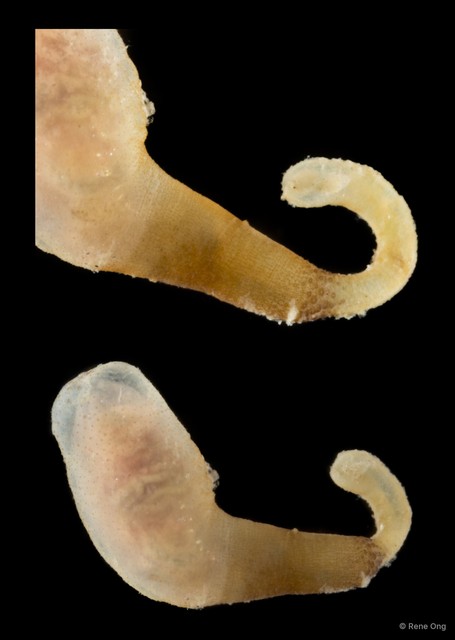 Sipuncula sp. "Peanut worm 14"•&copy; Rene Ong•All Rights Reserved