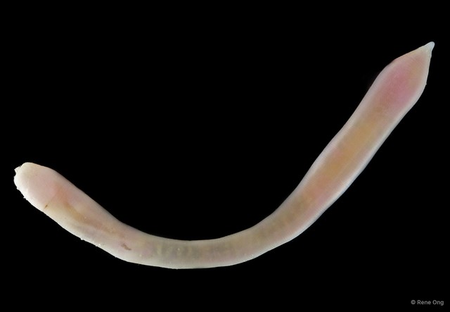 Sipuncula sp. "Peanut worm 15"•&copy; Rene Ong•All Rights Reserved