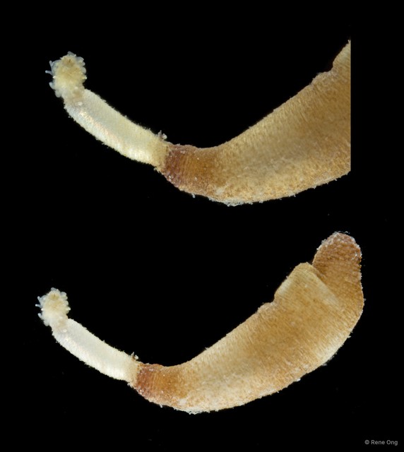 Sipuncula sp. "Peanut worm 16"•&copy; Rene Ong•All Rights Reserved