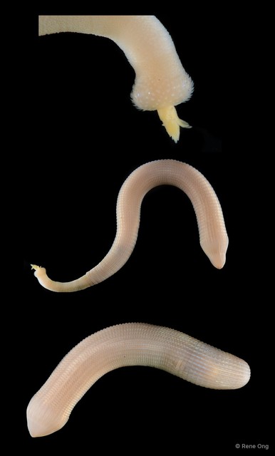 Sipuncula sp. "Peanut worm 18"•&copy; Rene Ong•All Rights Reserved