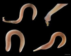 Sipuncula sp. "Peanut worm 19"