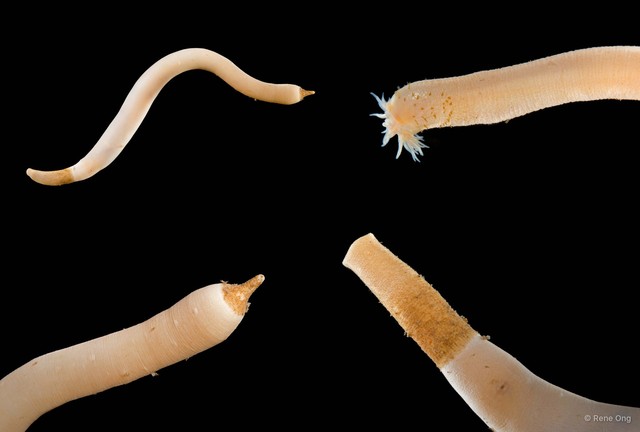 Sipuncula sp. "Peanut worm 2"•&copy; Rene Ong•All Rights Reserved