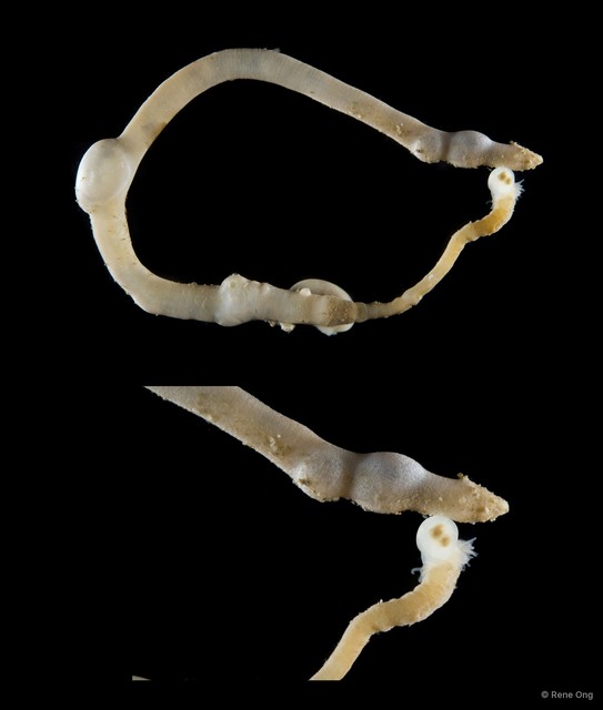 Sipuncula sp. "Peanut worm 20"•&copy; Rene Ong•All Rights Reserved