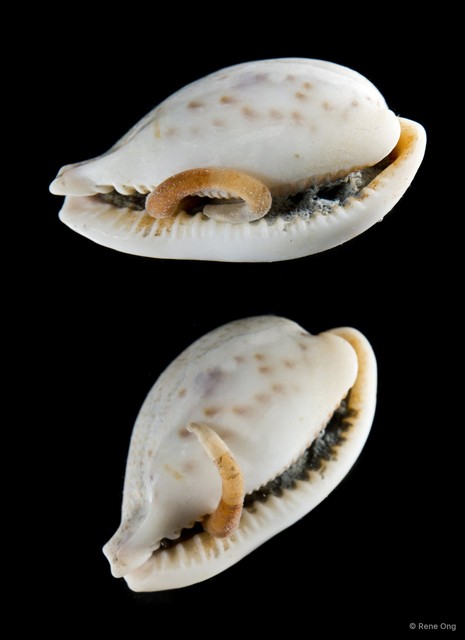 Sipuncula sp. "Peanut worm 21"•&copy; Rene Ong•All Rights Reserved