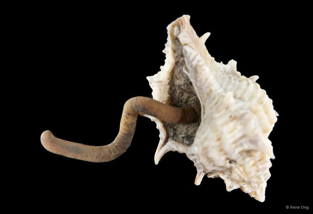 Sipuncula sp. "Peanut worm 22"•&copy; Rene Ong•All Rights Reserved