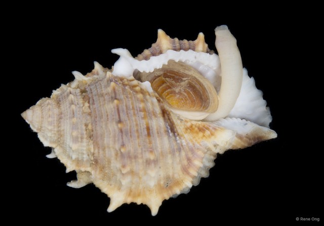 Sipuncula sp. "Peanut worm 23"•&copy; Rene Ong•All Rights Reserved