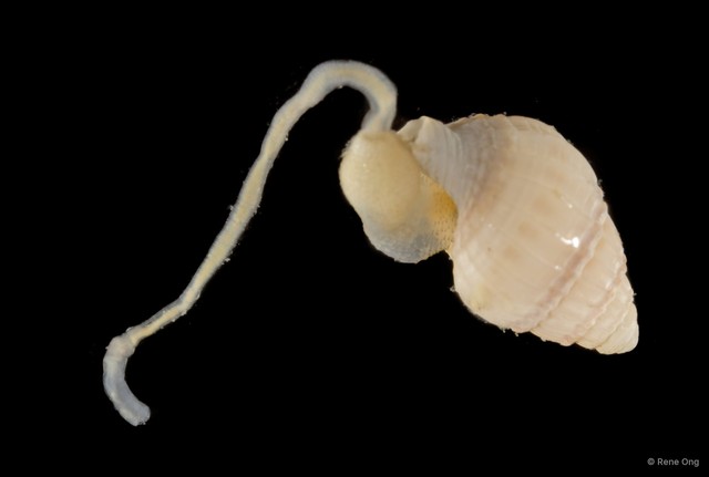 Sipuncula sp. "Peanut worm 24"•&copy; Rene Ong•All Rights Reserved