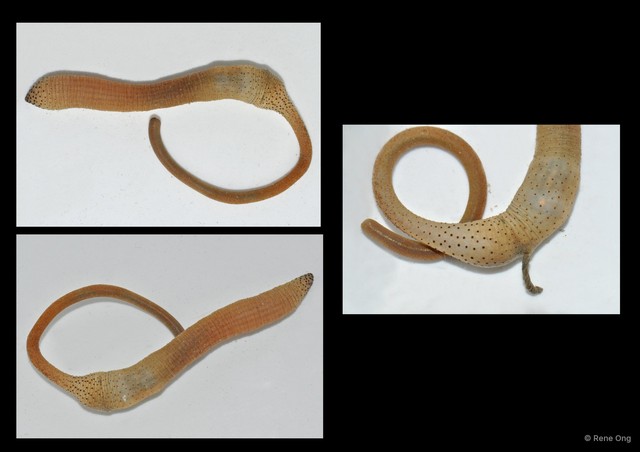 Sipuncula sp. "Peanut worm 25"•&copy; Rene Ong•All Rights Reserved