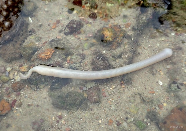 Sipuncula sp. "Peanut worm 26"•&copy; Rene Ong•All Rights Reserved