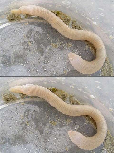 Sipuncula sp. "Peanut worm 27"•&copy; Rene Ong•All Rights Reserved
