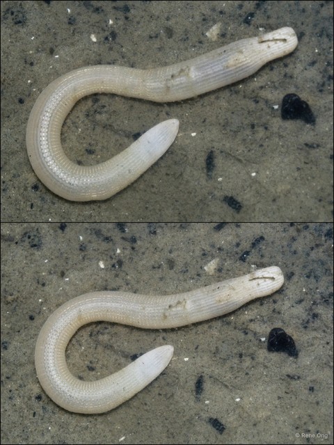 Sipuncula sp. "Peanut worm 28"•&copy; Rene Ong•All Rights Reserved