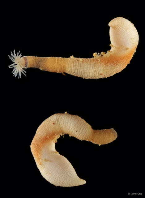 Sipuncula sp. "Peanut worm 3"•&copy; Rene Ong•All Rights Reserved