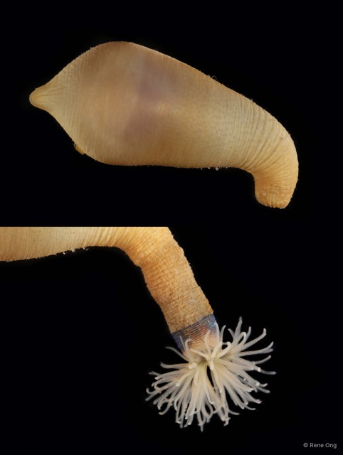 Sipuncula sp. "Peanut worm 4"•&copy; Rene Ong•All Rights Reserved