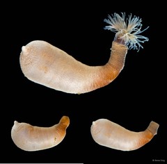Sipuncula sp. "Peanut worm 5"