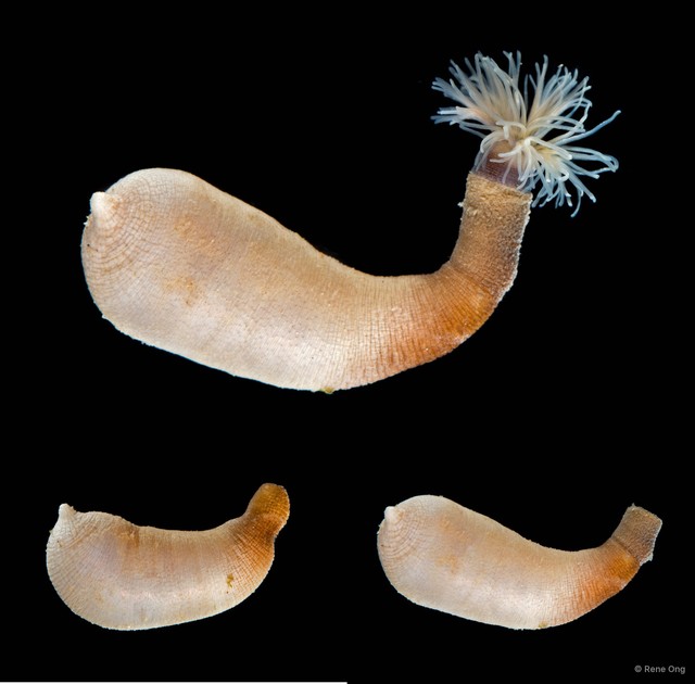 Sipuncula sp. "Peanut worm 5"•&copy; Rene Ong•All Rights Reserved
