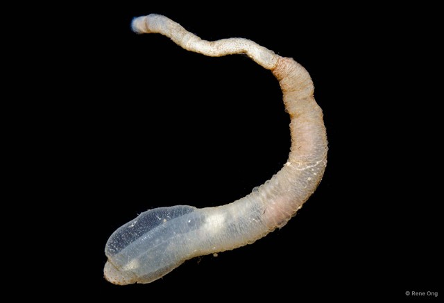Sipuncula sp. "Peanut worm 6"•&copy; Rene Ong•All Rights Reserved