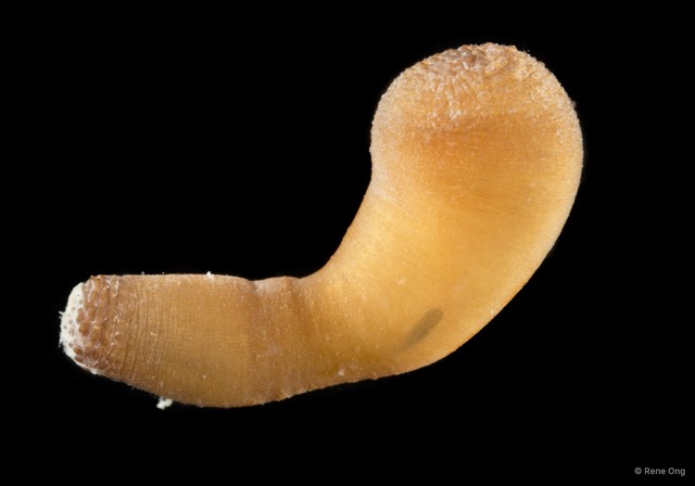 Sipuncula sp. "Peanut worm 7"•&copy; Rene Ong•All Rights Reserved