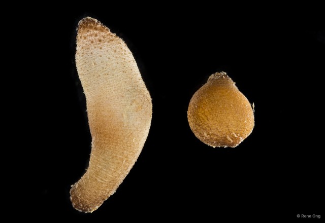 Sipuncula sp. "Peanut worm 8"•&copy; Rene Ong•All Rights Reserved