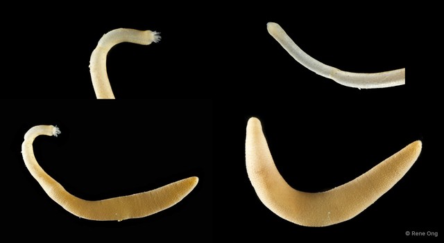 Sipuncula sp. "Peanut worm 9"•&copy; Rene Ong•All Rights Reserved