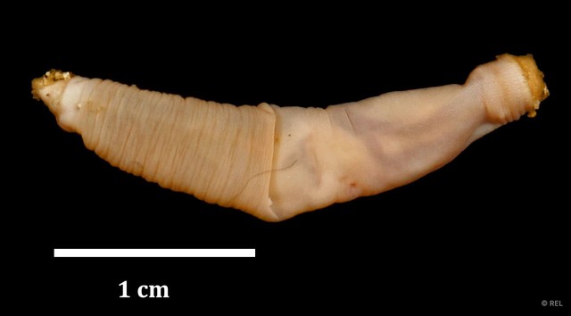 Sipuncula sp. "Peanut worm IP0085"•&copy; REL•All Rights Reserved