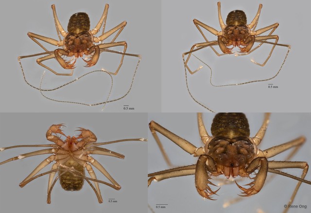 Amblypygi sp. "ZRC_ENT00014159"•&copy; Rene Ong•All Rights Reserved