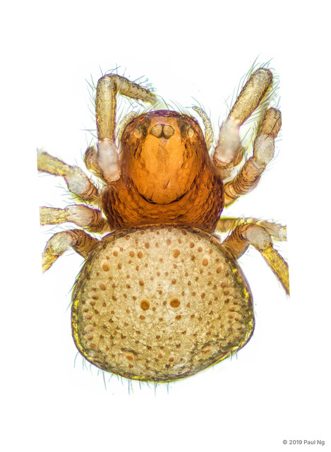 Pseudanapis sp. "Palped"•&copy; Paul Ng•All Rights Reserved♀, Adult, Habitus, Dorsal