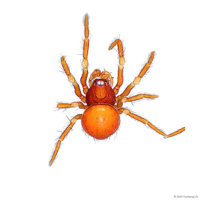 Pseudanapis parocula•&copy; Yucheng Lin•All Rights Reserved♂, Adult, Habitus, Dorsal