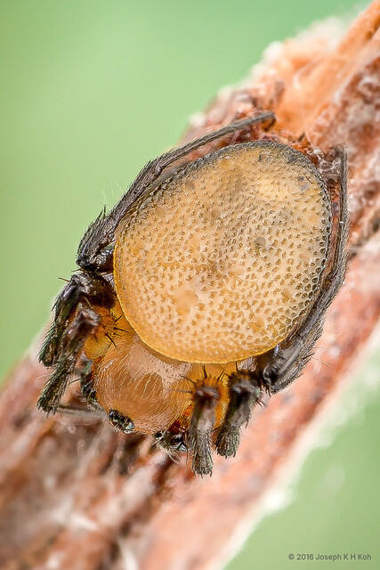 Anepsion depressum•&copy; Joseph K H Koh•All Rights Reserved♂, Adult, Habitus, Dorsal