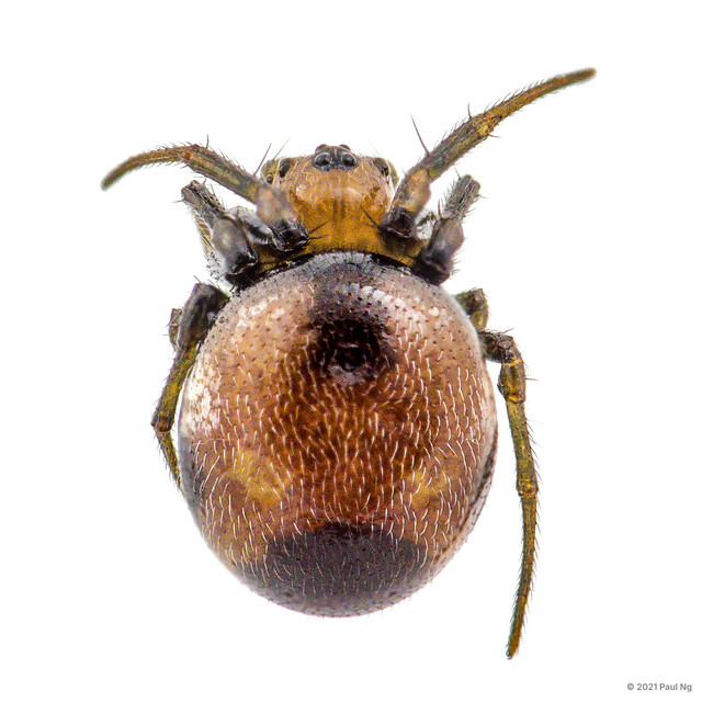 Anepsion maculatum•&copy; Paul Ng•All Rights Reserved♀, Adult, Habitus, Dorsal