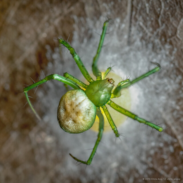 Aoaraneus sp. "Green"•&copy; Chris Ang•All Rights Reserved♀, Adult, Habitus, Dorsal