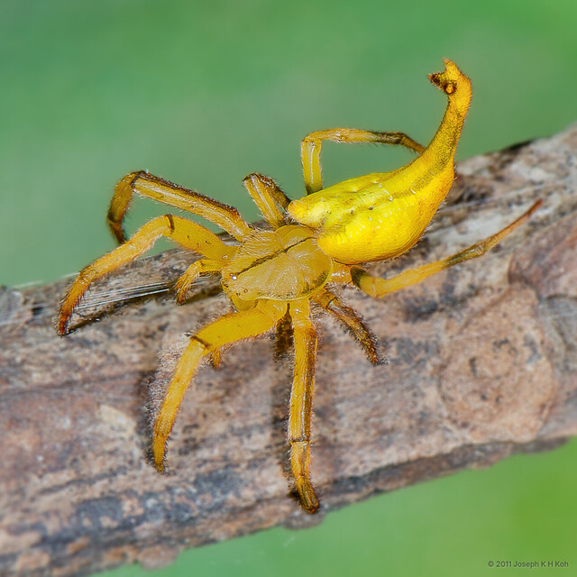 Arachnura sp. "Yellow"•&copy; Joseph K H Koh•All Rights Reserved♀, Adult, Habitus, Dorsal