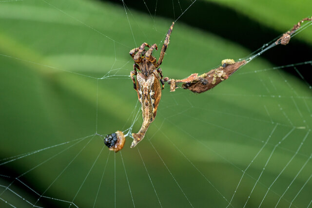 Arachnura melanura•&copy; Nicky Bay•All Rights Reserved♀, Adult, Habitus, Dorsal