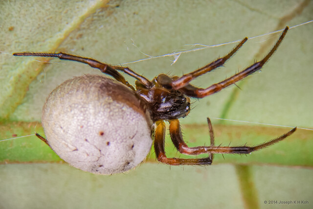 Araneus sp. "Marshmallow"•&copy; Joseph K H Koh•All Rights Reserved♀, Adult, Habitus, Lateral
