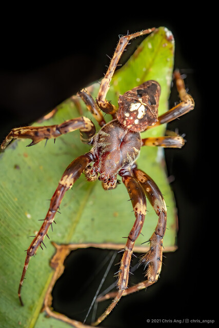 "Araneus" sp. "Porphyrion"•&copy; Chris Ang•All Rights Reserved♂, Adult, Habitus, Dorsal
