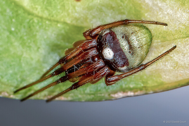 Araneus sp. "White-spotted"•&copy; David Court•All Rights Reserved♀, Adult, Habitus, Dorsal