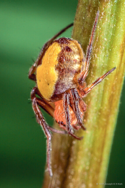 Araneus sp. "Yellow-striped"•&copy; Joseph K H Koh•All Rights Reserved♀, Adult, Habitus, Lateral
