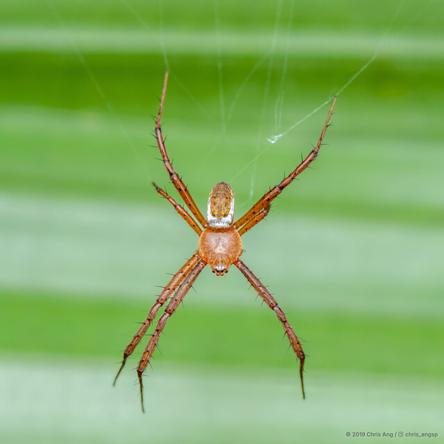 Argiope catenulata•&copy; Chris Ang•All Rights Reserved♀, Adult, Habitus, Dorsal