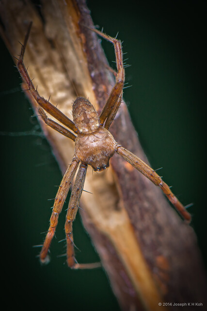 Argiope dang•&copy; Joseph K H Koh•All Rights Reserved♂, Adult, Habitus, Dorsal