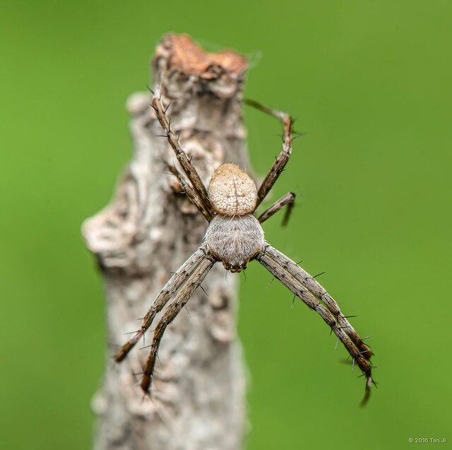 Argiope jinghongensis•&copy; Tan Ji•All Rights Reserved♂, Adult, Habitus, Dorsal
