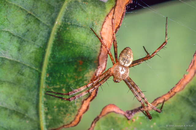 Argiope mangal•&copy; Joseph K H Koh•All Rights Reserved♂, Adult, Habitus, Dorsal