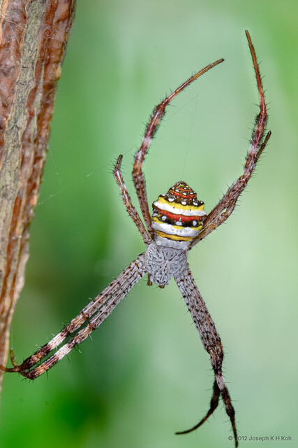 Argiope pulchella•&copy; Joseph K H Koh•All Rights Reserved♀, Adult, Habitus, Dorsal