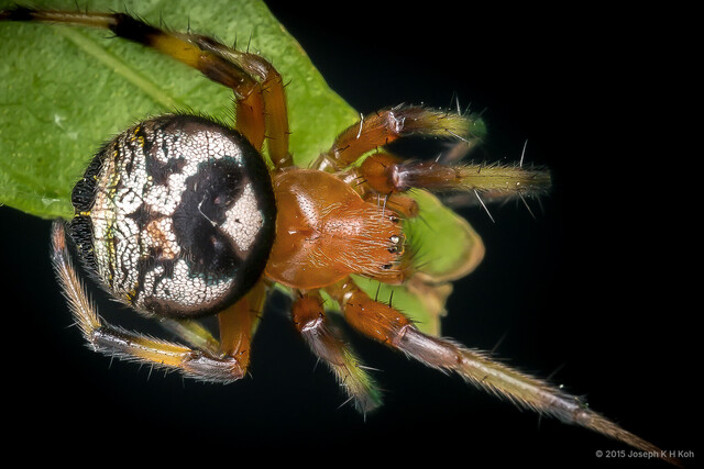 Bijoaraneus legonensis•&copy; Joseph K H Koh•All Rights Reserved♀, Adult, Habitus, Dorsal