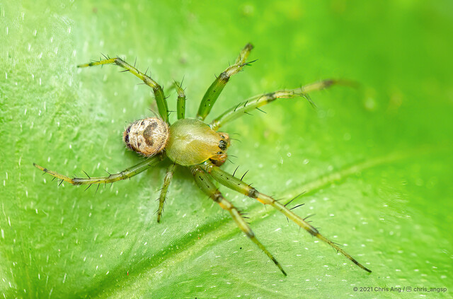 Bijoaraneus mitificus•&copy; Chris Ang•All Rights Reserved♂, Adult, Habitus, Dorsal