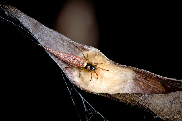 Cyclosa sp. "Long-tailed Debris"•&copy; Joseph K H Koh•All Rights Reserved♀, Adult, Habitus, Dorsal, Retreat, Egg(s)/Egg Sac(s)