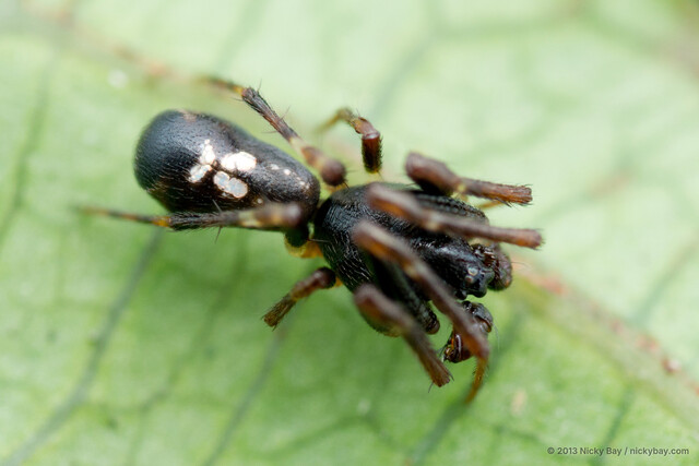 Cyclosa bifida•&copy; Nicky Bay•All Rights Reserved♂, Adult, Habitus, Dorsal