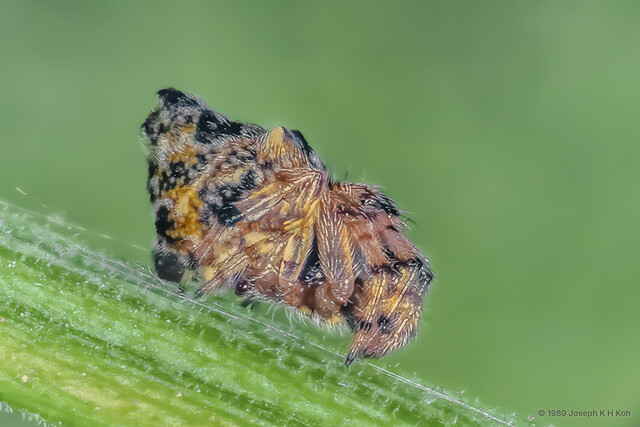 Cyclosa confraga•&copy; Joseph K H Koh•All Rights Reserved♀, Adult, Habitus, Lateral