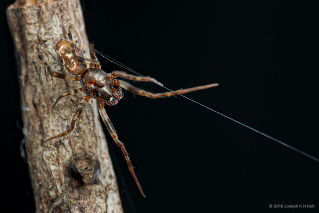 Cyclosa insulana•&copy; Joseph K H Koh•All Rights Reserved♂, Adult, Habitus, Dorsal