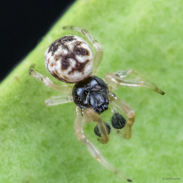 Cyclosa mulmeinensis•&copy; Paul Ng•All Rights Reserved♂, Adult, Habitus, Dorsal