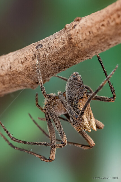Cyphalonotus sp. "Round-humped"•&copy; Joseph K H Koh•All Rights Reserved♀, Adult, Habitus, Lateral