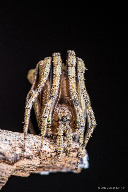 Cyphalonotus sp. "Twin Peaks"•&copy; Joseph K H Koh•All Rights Reserved♀, Adult, Habitus, Anterior, Eyes